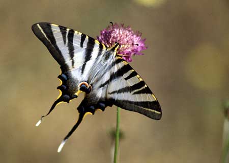 2-1_IPHICLIDES