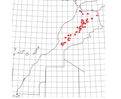 Carte-punctifera