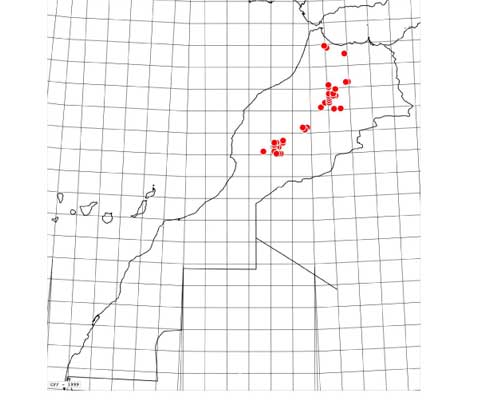 Carte-maroccana